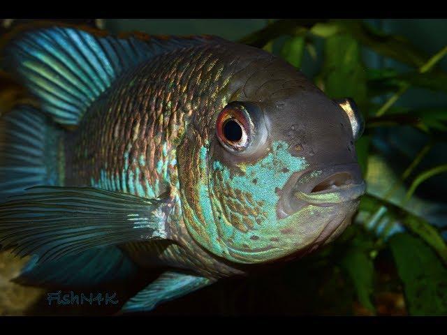 Electric Blue Acara: Overview