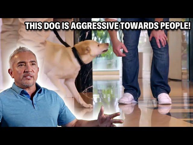 This Dog's Food Aggression Is Out Of Control | Cesar Recruit Asia Episode 3 - Part 2