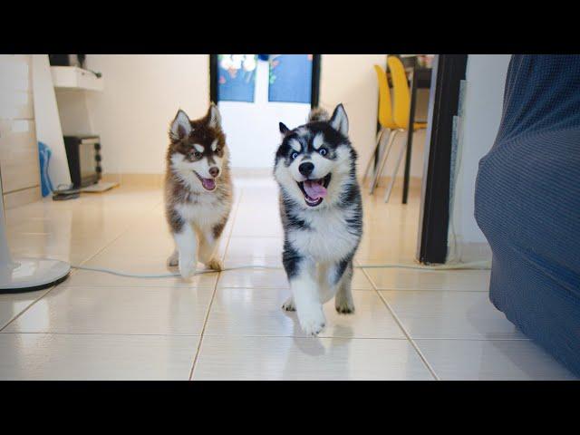 What Our Day Looks Like Living With Husky Puppies