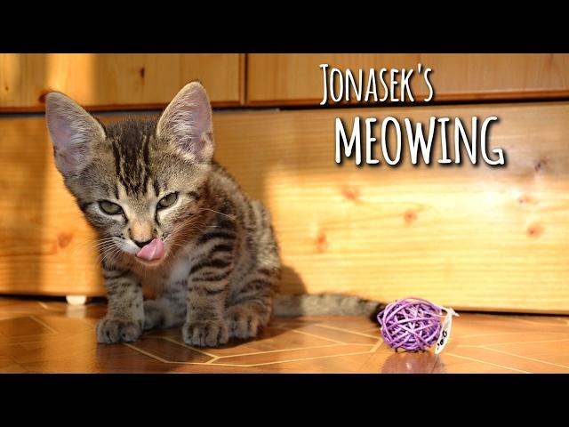 Kitten's sweetest meowing & talking