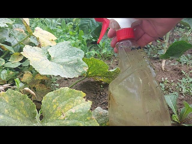 Natural treatment for powdery mildew cucumbers, tomatoes and peppers