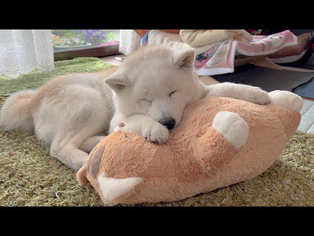 A super cute Shiba Inu sends healing power to a mother returning to work