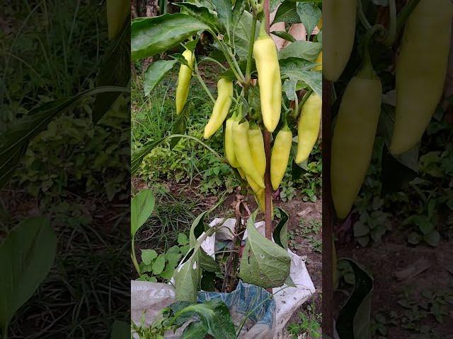 Banana Pepper | Pepper Plant #bananapepper #chili #pepper