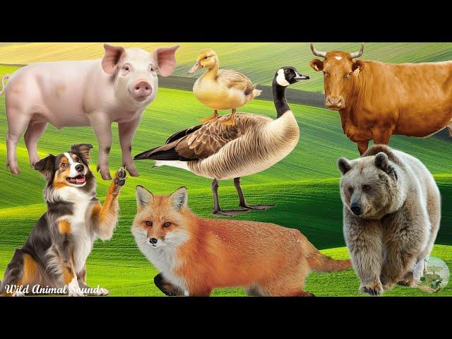 Farm Animal Sounds: Cow, Pig, Dog, Bear, Goose, Fox And Duckling - Funny Animal Videos