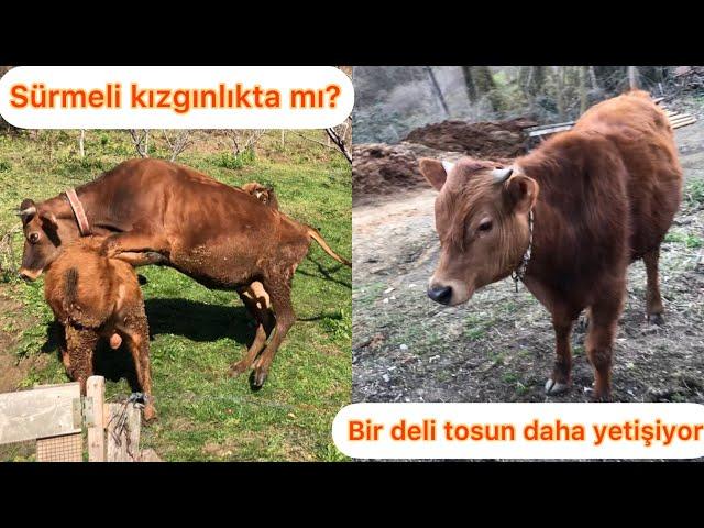 Sürmeli boğayamı geldi?/Deli tosun şaşkına dikkat!