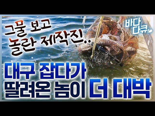 안 그래도 갑판에 대구 넘치는데.. 그물에 딸려온 놈까지 대박 났다 / 만선 대구잡이 / #바다다큐