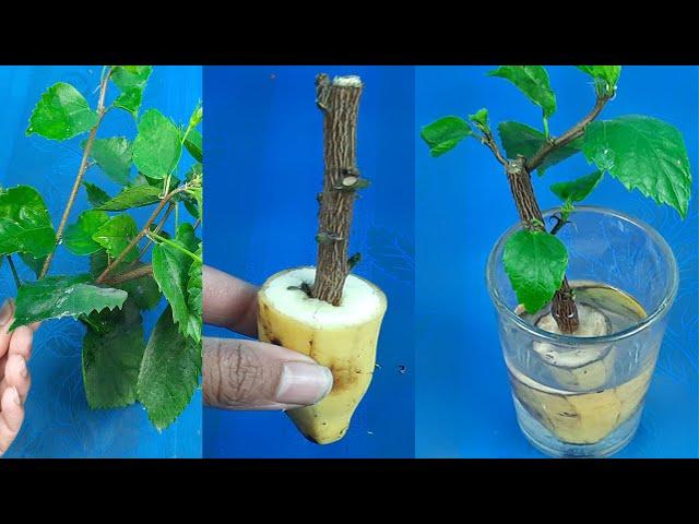 Grow Hibiscus cutting plants faster in water of different two ways