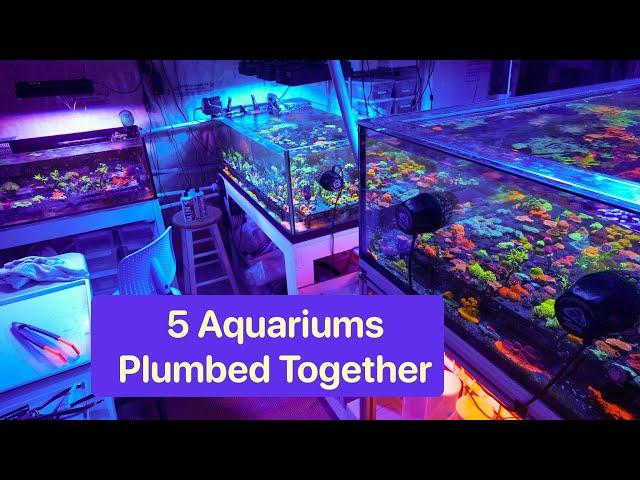 5 connected aquariums - same water, different results