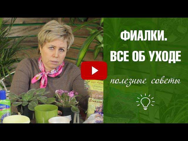 Фиалка в домашних условиях  Правила выращивания и ухода   Фиалки ликбез с Хитсад