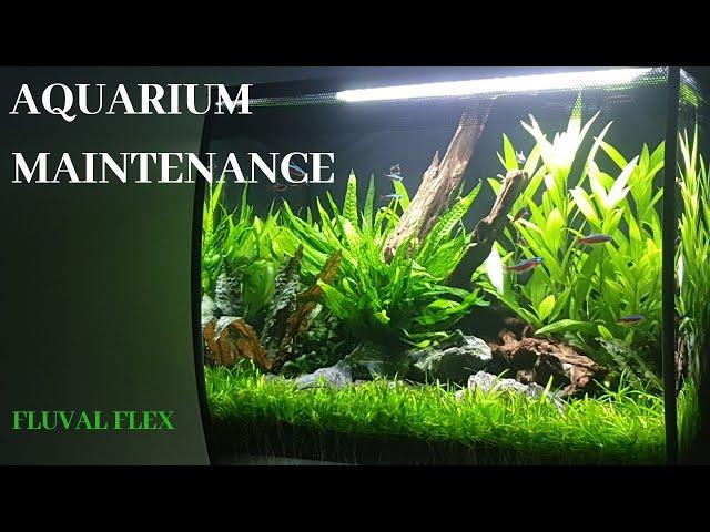 Fluval Flex Aquascape - Maintenance  - 2019