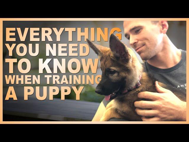 Everything You NEED TO KNOW When Training Your PUPPY!