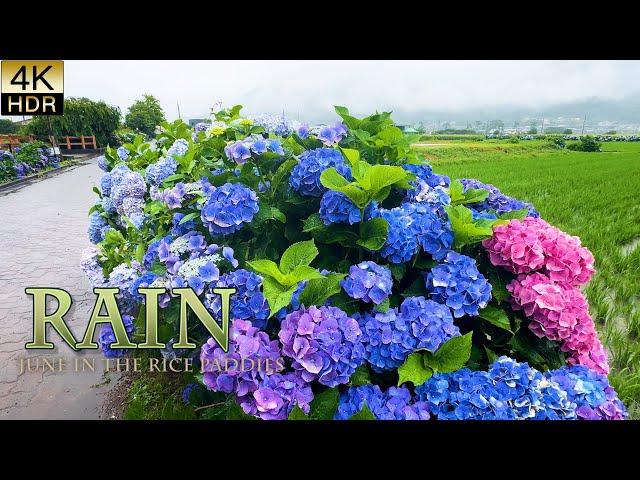 【4K Hydrangeas 】June in the rice paddies. They will fledge in the blessed rain. 恵みの雨と巣立ち #4khdr