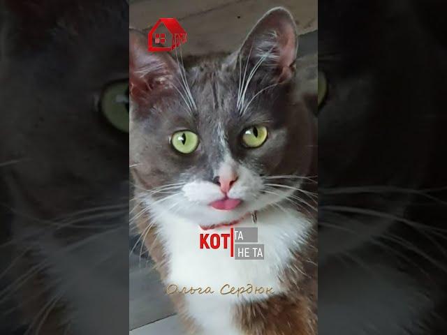 СМЕШНЫЕ КОТЫ ! Прикольные животные 2021  Вся семья каталась по полу от смеха Лучшие приколы 2021!