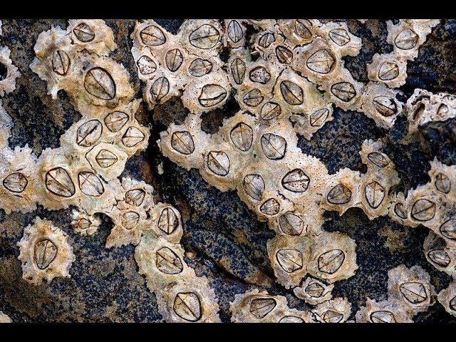 Facts: The Acorn Barnacle