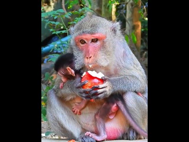 Super love moment newly baby with mom hungry @SopheakPost