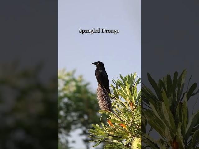 Spangled Drongo #australianwildlife