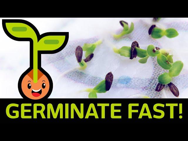  Fast & Easy Seed Germination: How to Start Seedlings from Paper Towel Method (Container vs Baggie)