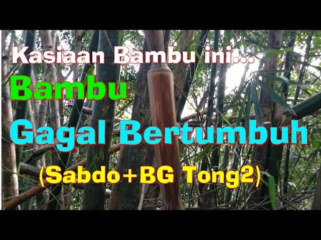 Ketemu Bambu Gagal BertumbuhSabdo & BG+Tongtong