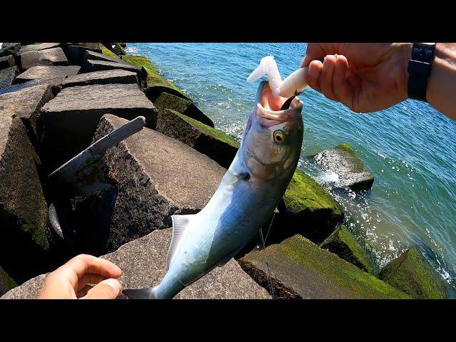 Bluefish and Striped Bass | NYC