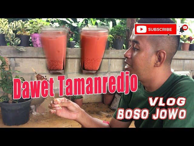 Dawet Tamanredjo - Vlog Jowo Songko Suriname