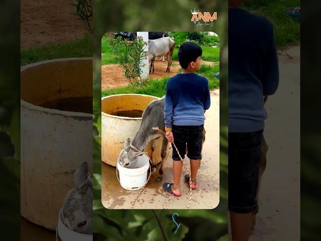 Cow Baby | ARYAN NIHAR M | #cow #shorts #shortvideo #goshala #animals #baby #village #kids