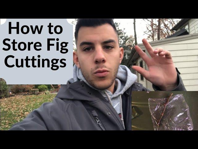 How To Store Fig Cuttings