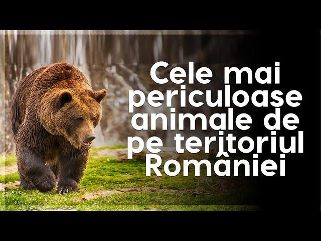 Cele mai periculoase animale de pe teritoriul României