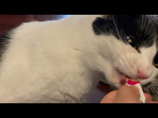 Giving some food to ma cat(2)