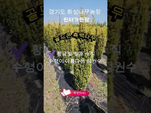 황금옥수수나무  골드콘 고급 측백나무 5년생 분양중#골드콘 #측백나무 #정원수 #윈터가든팜#조경수#상록수