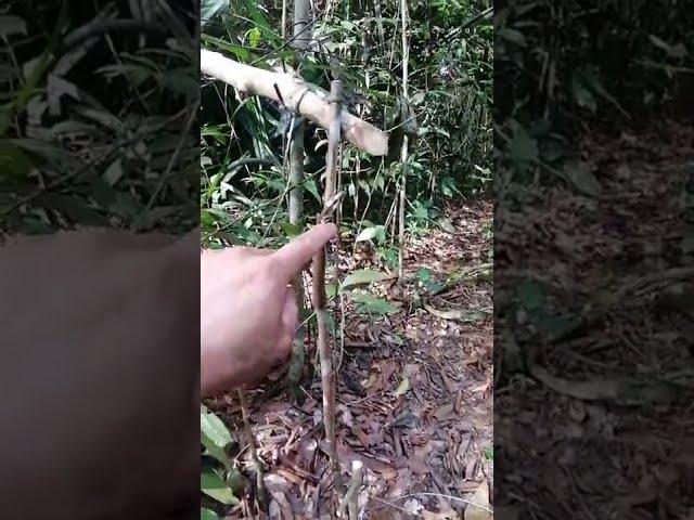 jerat langgaran/jerat rambo #survival #jeratbabi #borneo #shorts