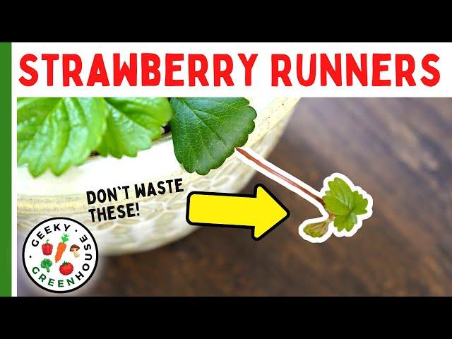 Don't Waste Your Strawberry Runners!