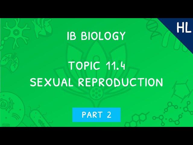 IB Biology Topic 11.4 (HL): Sexual reproduction - Part 2