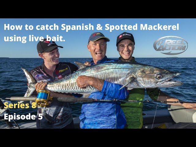 How to catch Spanish and Spotted Mackerel on using live bait.