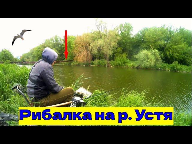 Рибалка на р. Устя в м. Рівне. Ловлю на бюджетну прикормку!