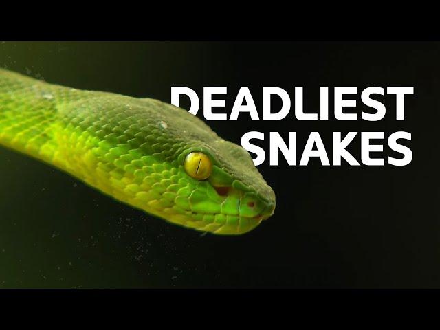 The Top Deadliest Snakes Found In Asia | Snakes Documentary