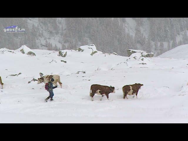 Zurück nach Südtirol   von geosfilm