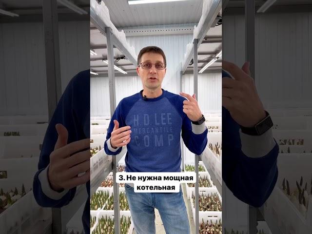 Преимущества выгонки тюльпанов в закрытом помещении  #выгонкатюльпанов #цветочныйбизнес #тюльпаны