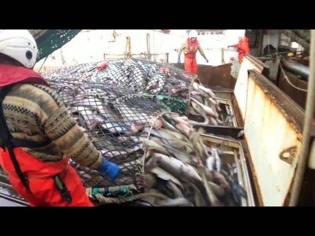 Fishing and Processing on a Freezing Trawler