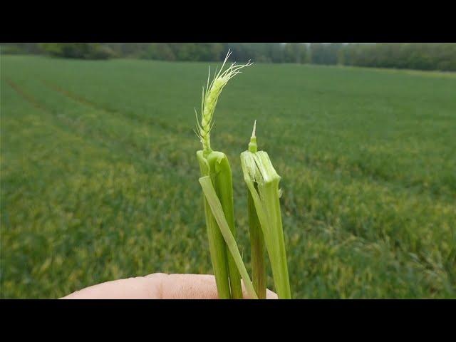 Ackerbauforum - Aktuelles zum Ackerbau Anfang Mai