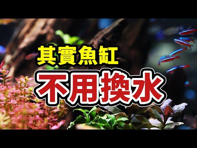 超簡單，低成本，2個月不用換水的魚缸