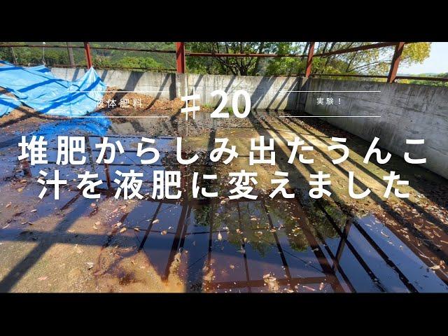 【畜産】但馬牛の堆肥から滲み出たうんこ汁を液肥に変えられるか実験しました。【但馬牛】