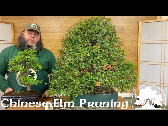 Pruning Chinese Elm Bonsai! - Greenwood Bonsai