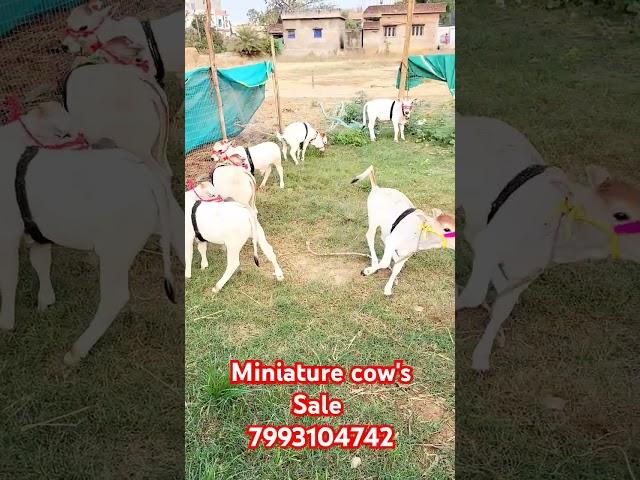 Mini cow's avaliable for sale 7993104742