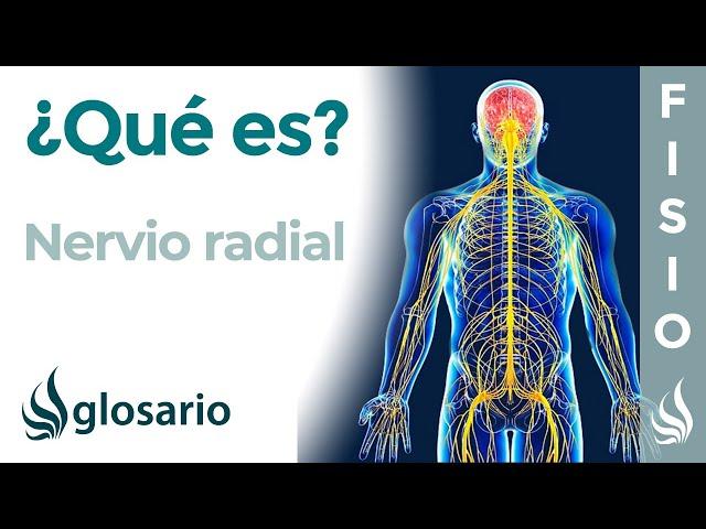 NERVIO RADIAL | Qué es, ubicación, dónde se origina,, ramificaciones, qué zonas inerva y lesiones