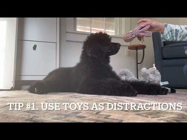 How to Brush your Puppy and Tips to Make Brushing Easier