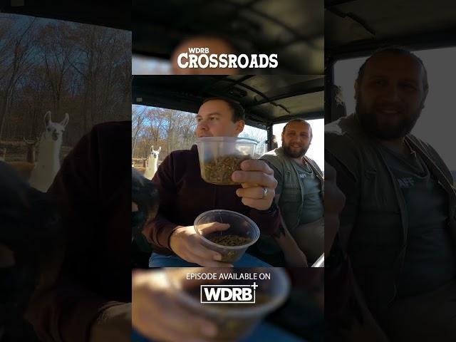 Download WDRB+ for free! #funnyanimals #emu #wildlife #cow #funnyvideo WDRB CROSSROADS