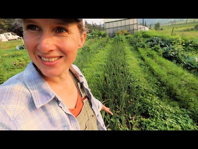 July Garden Harvest | Best Onions I've Grown | Scrumptious Broccoli Cheese Soup!