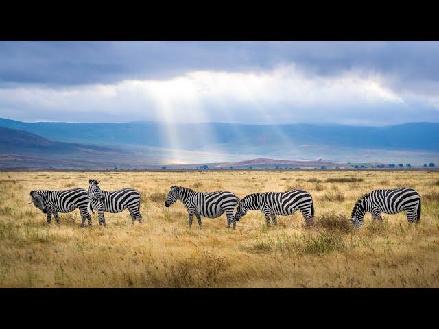 Let's Explore! The Grassland Biome