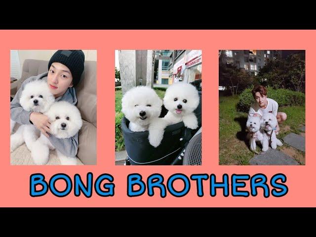 Bong Brothers || Bong Jaehyun Bongji Bonggu