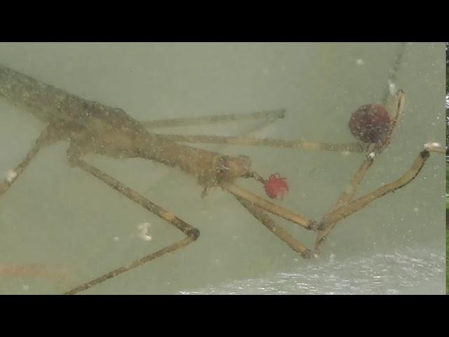 Ranatra water scorpion eating aquatic mites